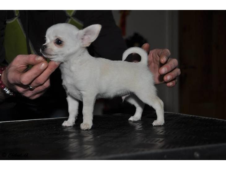 {{currentPhoto.altText}} billede {{currentPhoto.number}}