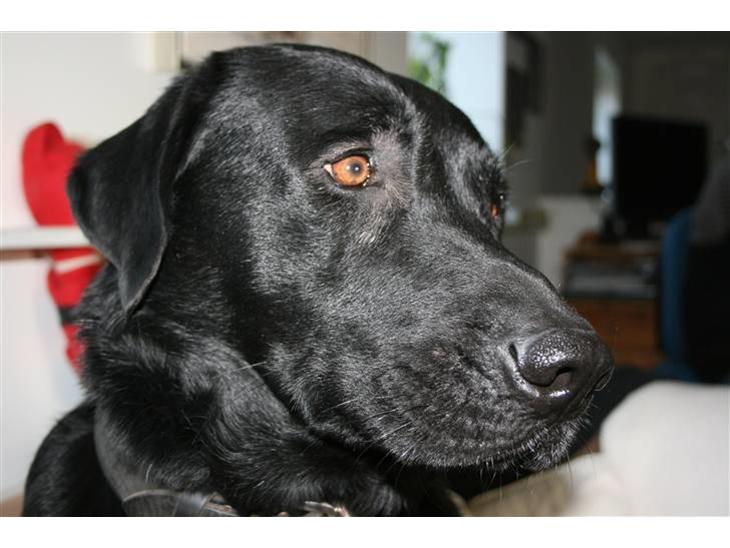 Labrador retriever Thor - Så giv da en bodbid - NU!!! billede 1