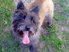 Cairn terrier Futte * R.I.P * [ Himmelhund]