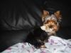 Yorkshire terrier Hugo