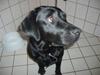 Labrador retriever Sisse