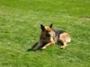 Schæferhund Sascha Aflivet :,( R.I.P