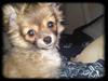 Chihuahua Malou