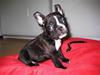 Fransk bulldog Max