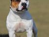 Staffordshire bull terrier Ashlan