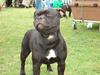 Staffordshire bull terrier Ebony