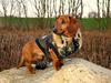 Dværggravhund Poul Herman