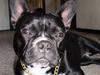 Fransk bulldog Chataysa