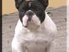 Fransk bulldog Dauløkkes Vogue La Blance