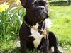 Fransk bulldog Victoria