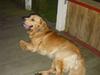 Golden retriever "GO Wild"  Rockey 