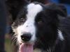 Border collie Indy