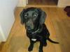 Blanding af racer Abby Labrador/Rottweiler [Tidl. hund]