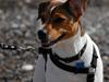 Dansk svensk gaardhund Jensenklanens Frey