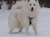 Samojedhund Simba