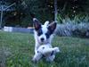 Chihuahua Baloo