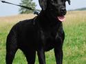 Labrador retriever Bobby*R.I.P.*