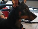 Dvaergpinscher Flip