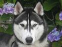 Siberian husky Zico Født i Juelsminde