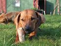 Rhodesian ridgeback Misty