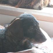 Gravhund Charletan's Uline