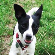 Glathåret foxterrier ¤ Sif ¤