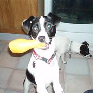 Glathåret foxterrier ¤ Sif ¤