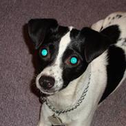 Glathåret foxterrier ¤ Sif ¤