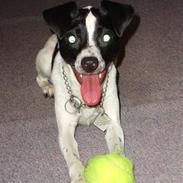 Glathåret foxterrier ¤ Sif ¤