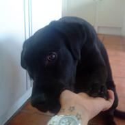 Blanding af racer Ricko