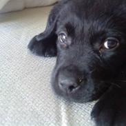 Blanding af racer Ricko