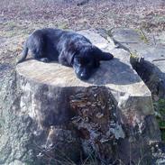 Blanding af racer Ricko