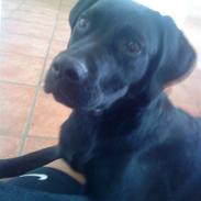 Blanding af racer Ricko