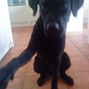 Blanding af racer Ricko