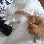 King charles spaniel MIlle