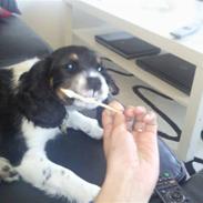 King charles spaniel MIlle