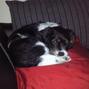 King charles spaniel MIlle