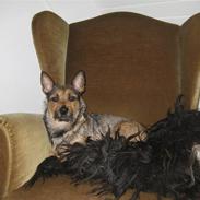 Blanding af racer Molly