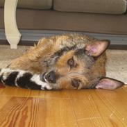 Blanding af racer Molly