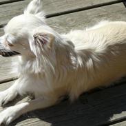 Chihuahua Emili