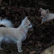 Chihuahua Emili