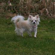 Chihuahua Emili