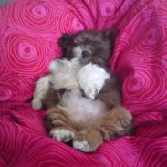 Lhasa apso *Pinky*