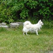 Chihuahua Emili