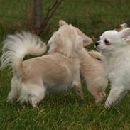 Chihuahua Emili