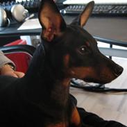 Dvaergpinscher Flip