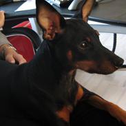Dvaergpinscher Flip