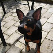 Dvaergpinscher Flip