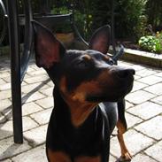 Dvaergpinscher Flip
