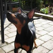 Dvaergpinscher Flip